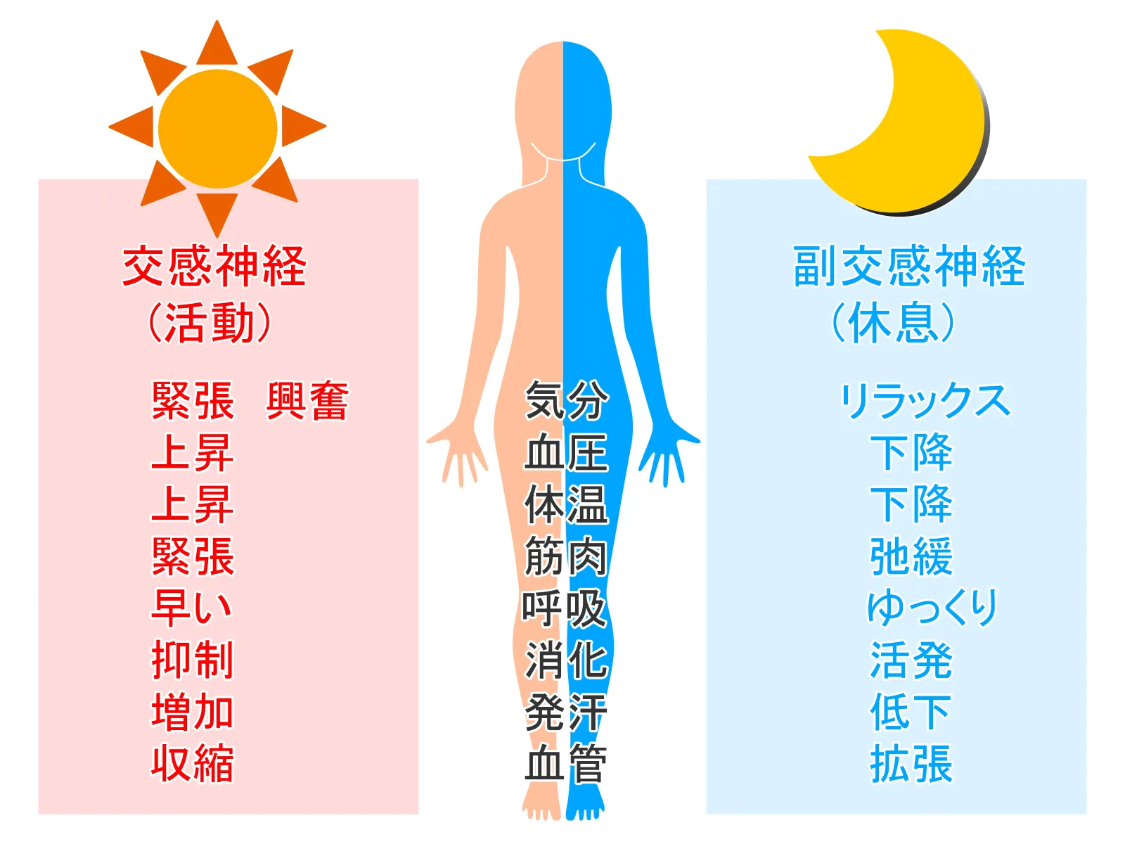 自律神経の働き