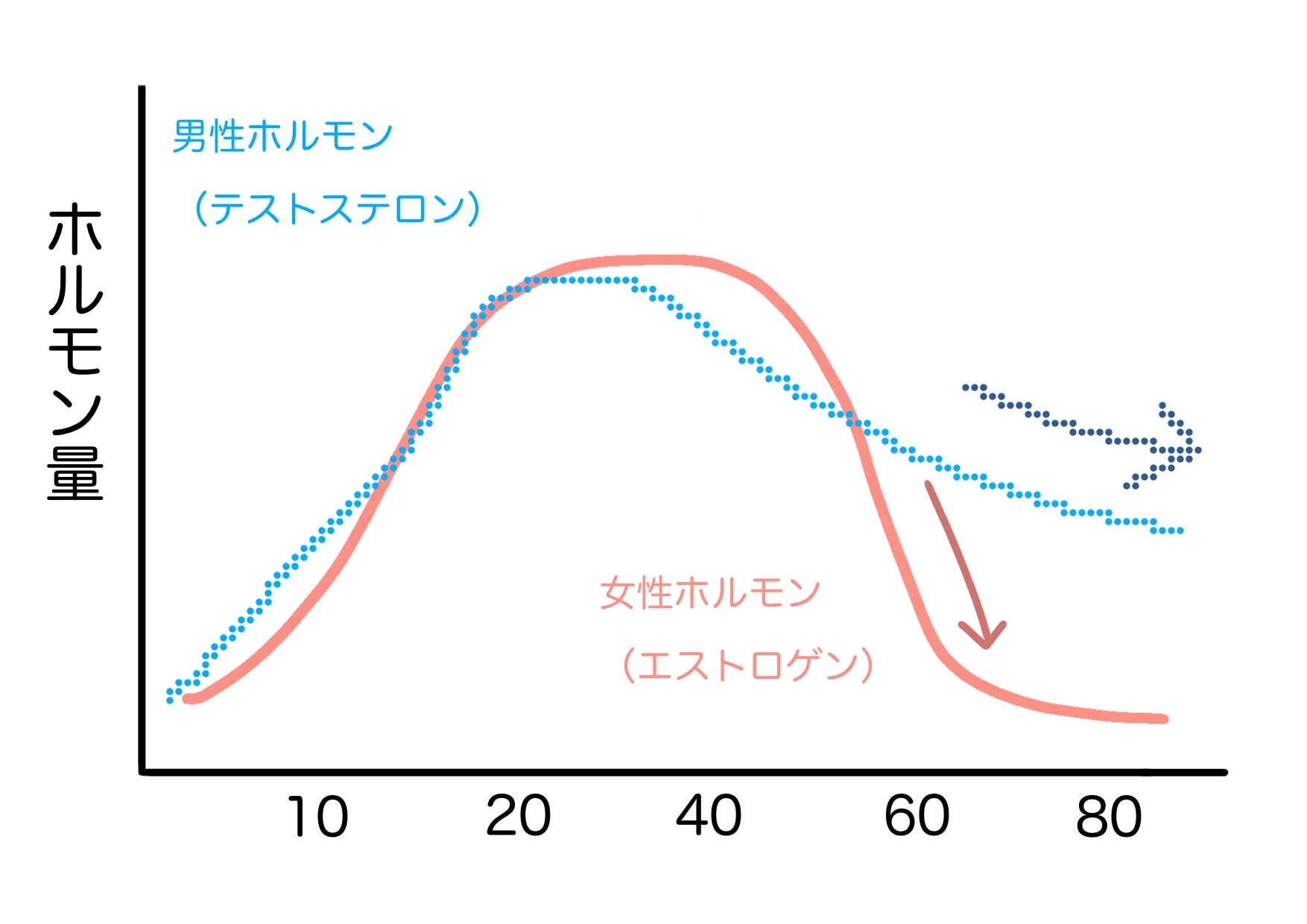 女性と男性のホルモン変化