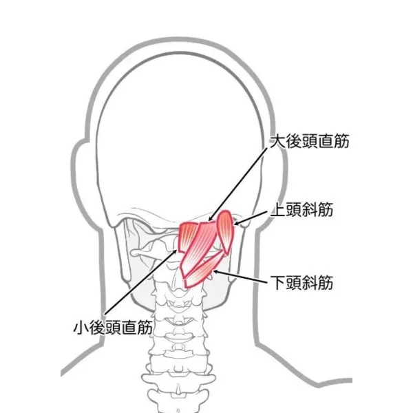 後頭下筋群の位置